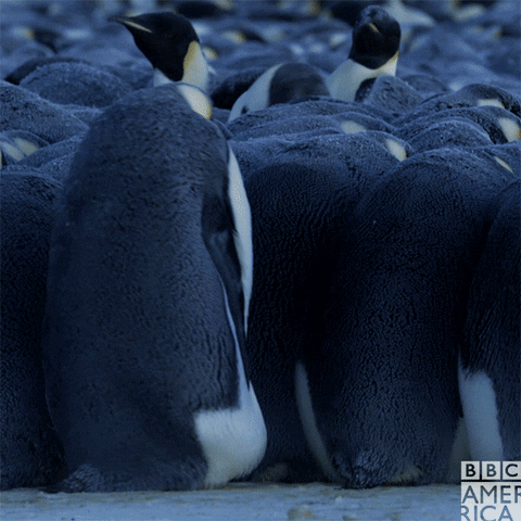 Penguins — our mascots, our mission